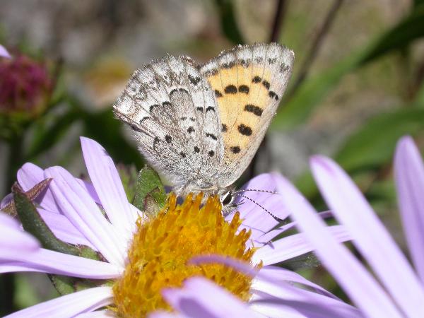 Photo of Lycaena mariposa by Jeremy Gatten